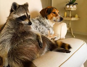 无限呼叫别人电话的软件