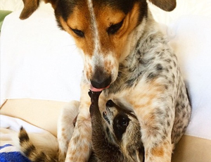 电话轰炸机官网